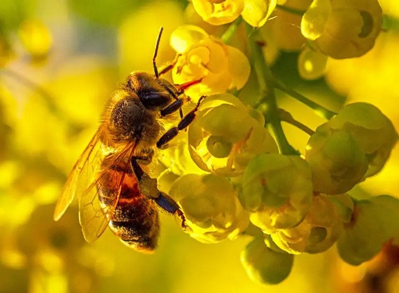 abeille