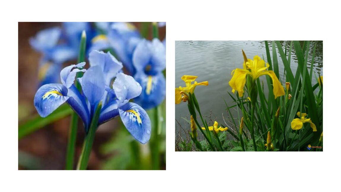IRIS
